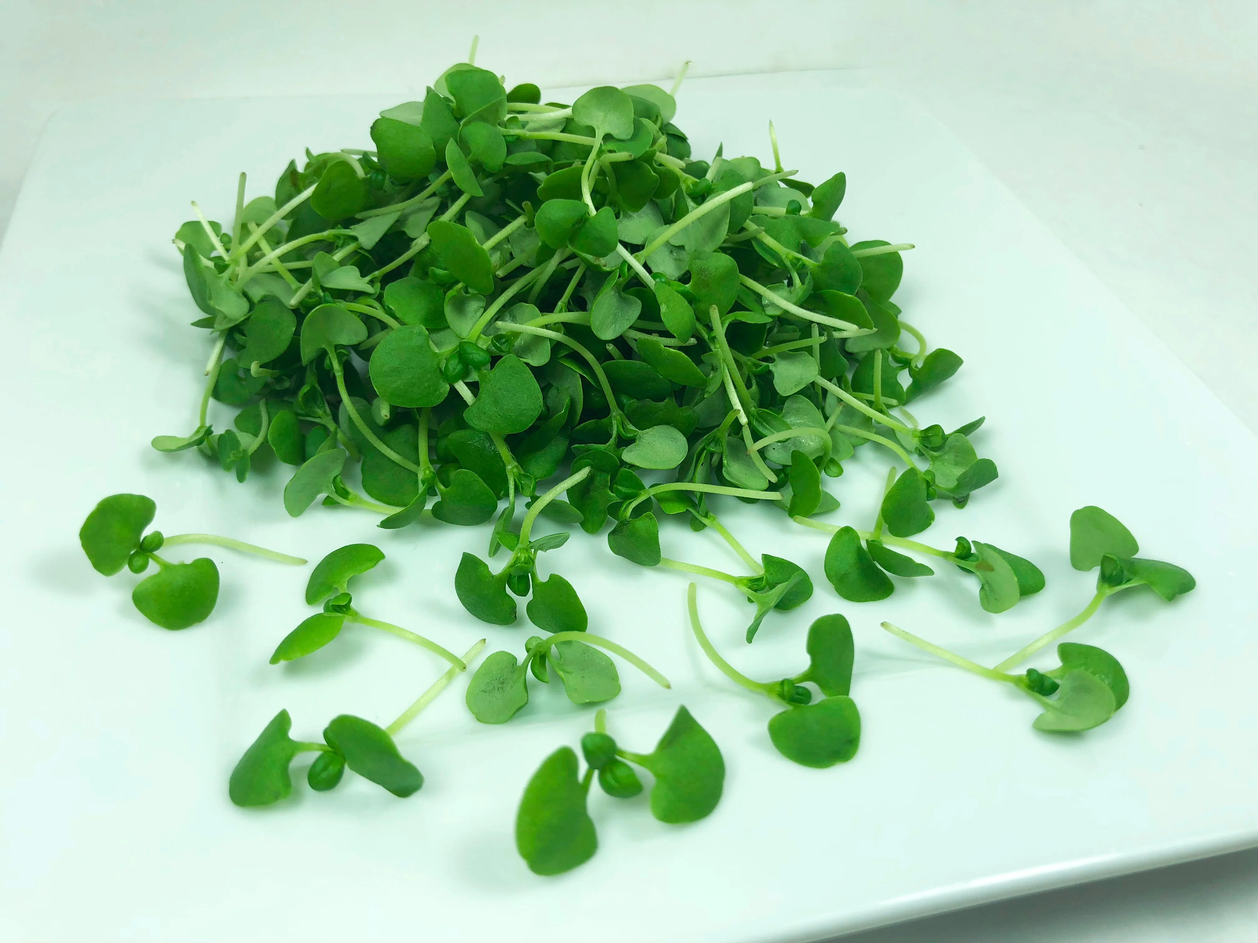Sunflower Microgreens