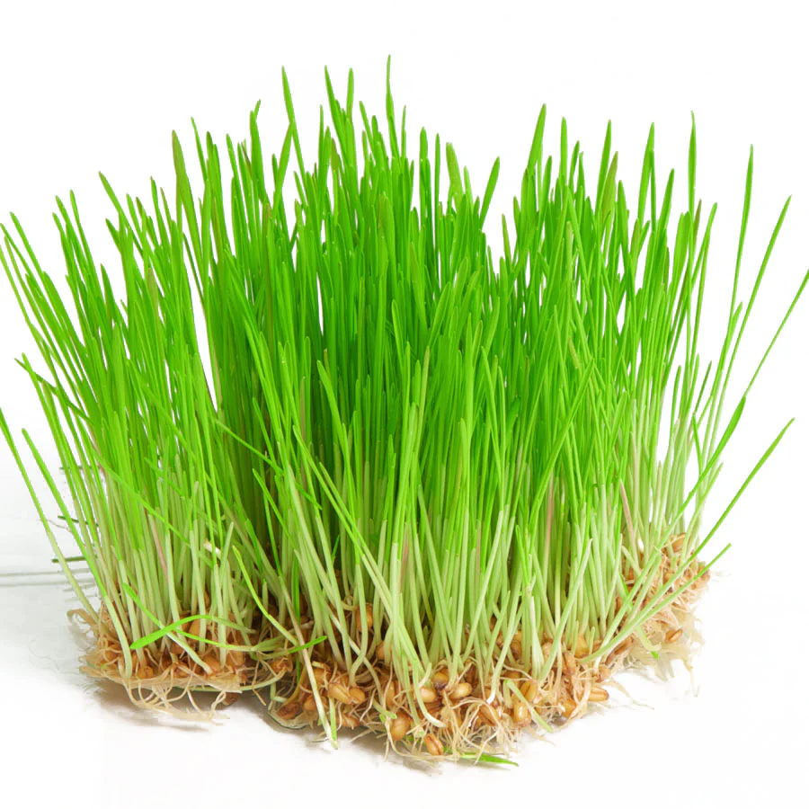 Sunflower Microgreens