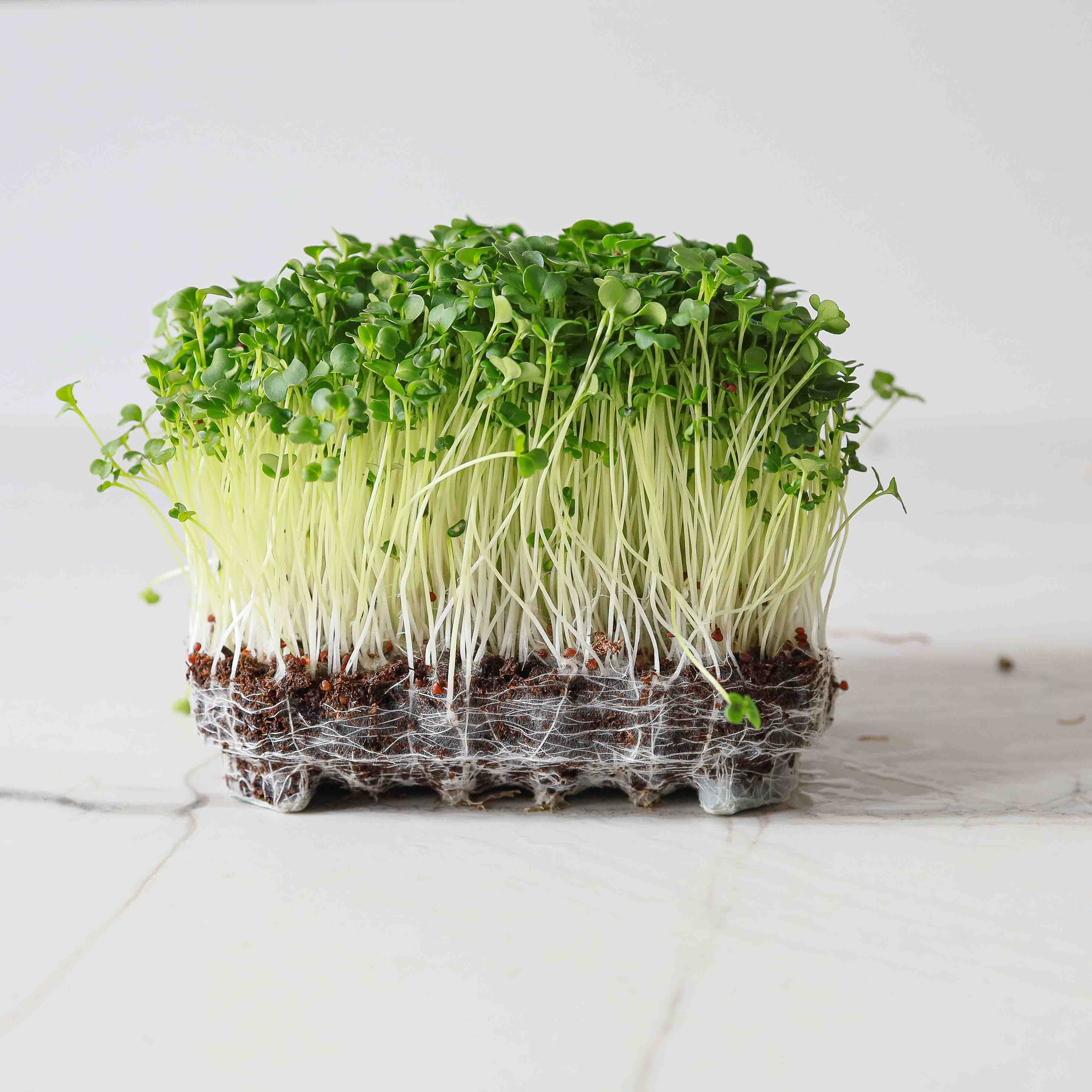 Sunflower Microgreens