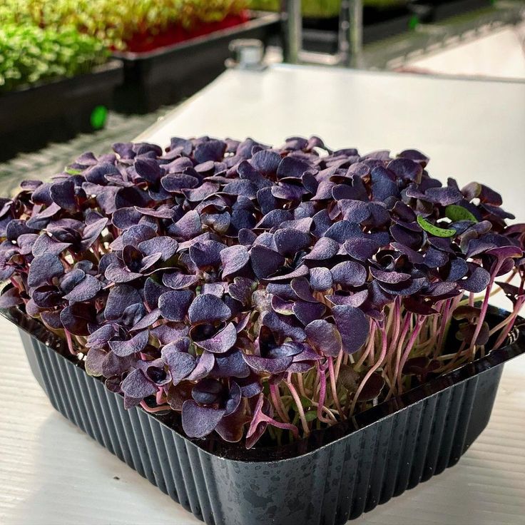 Sunflower Microgreens