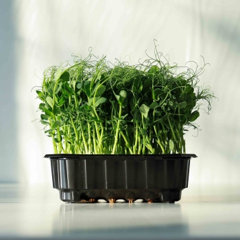 Sunflower Microgreens