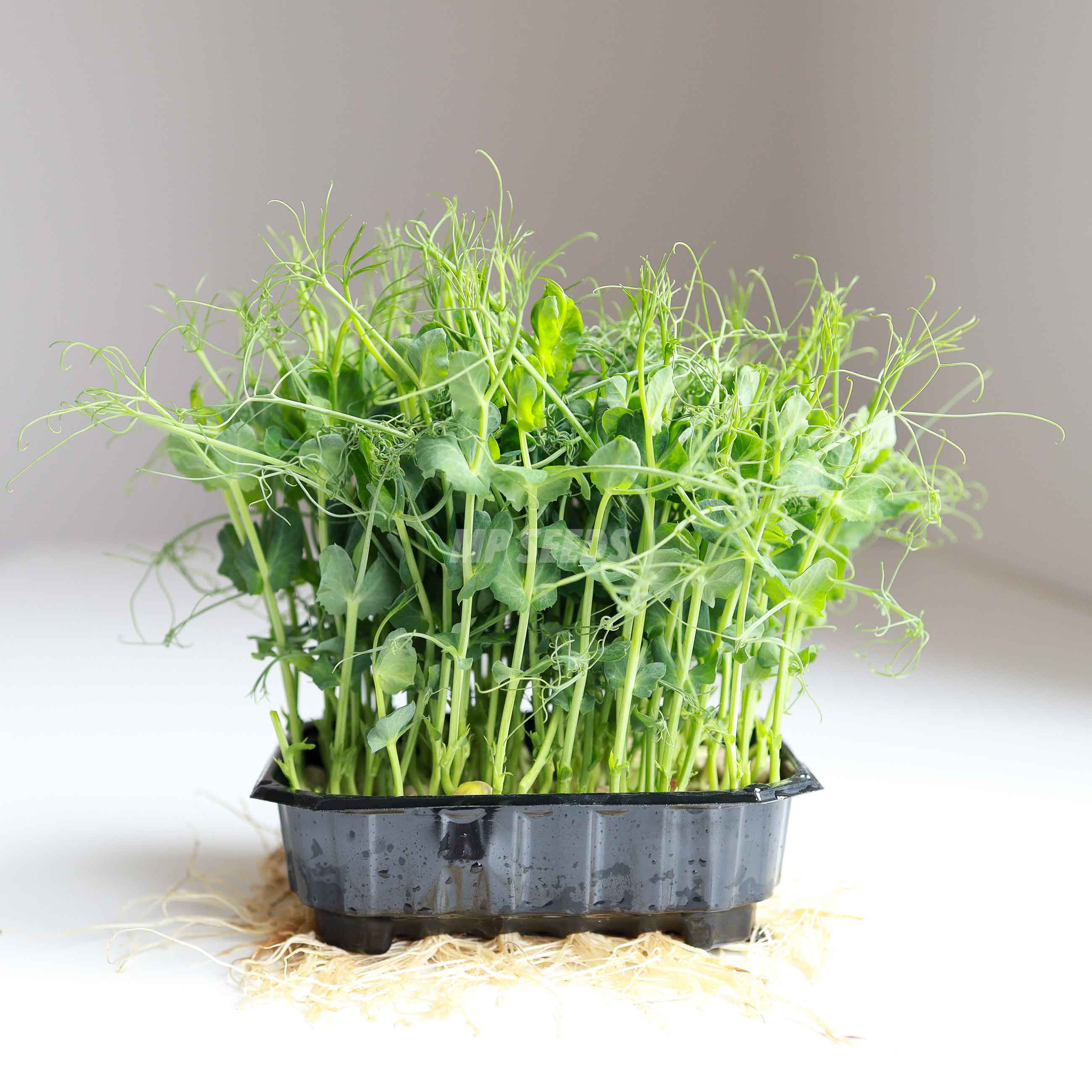 Sunflower Microgreens