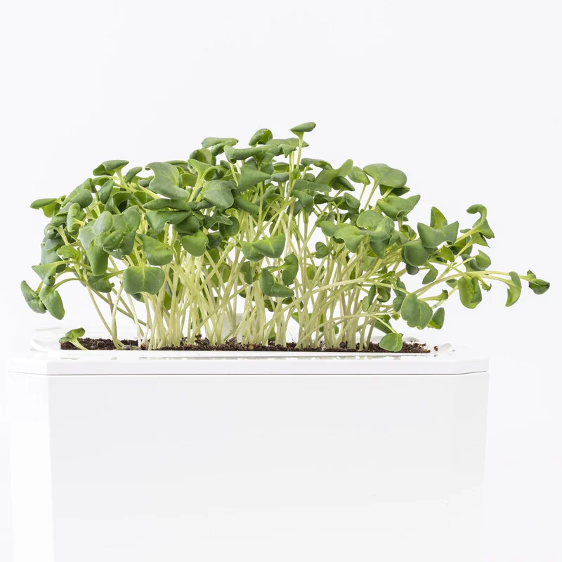 Sunflower Microgreens
