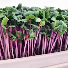 Sunflower Microgreens