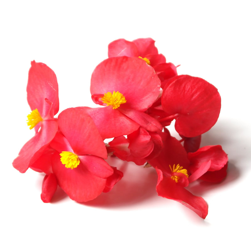 Sunflower Microgreens