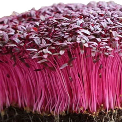Sunflower Microgreens