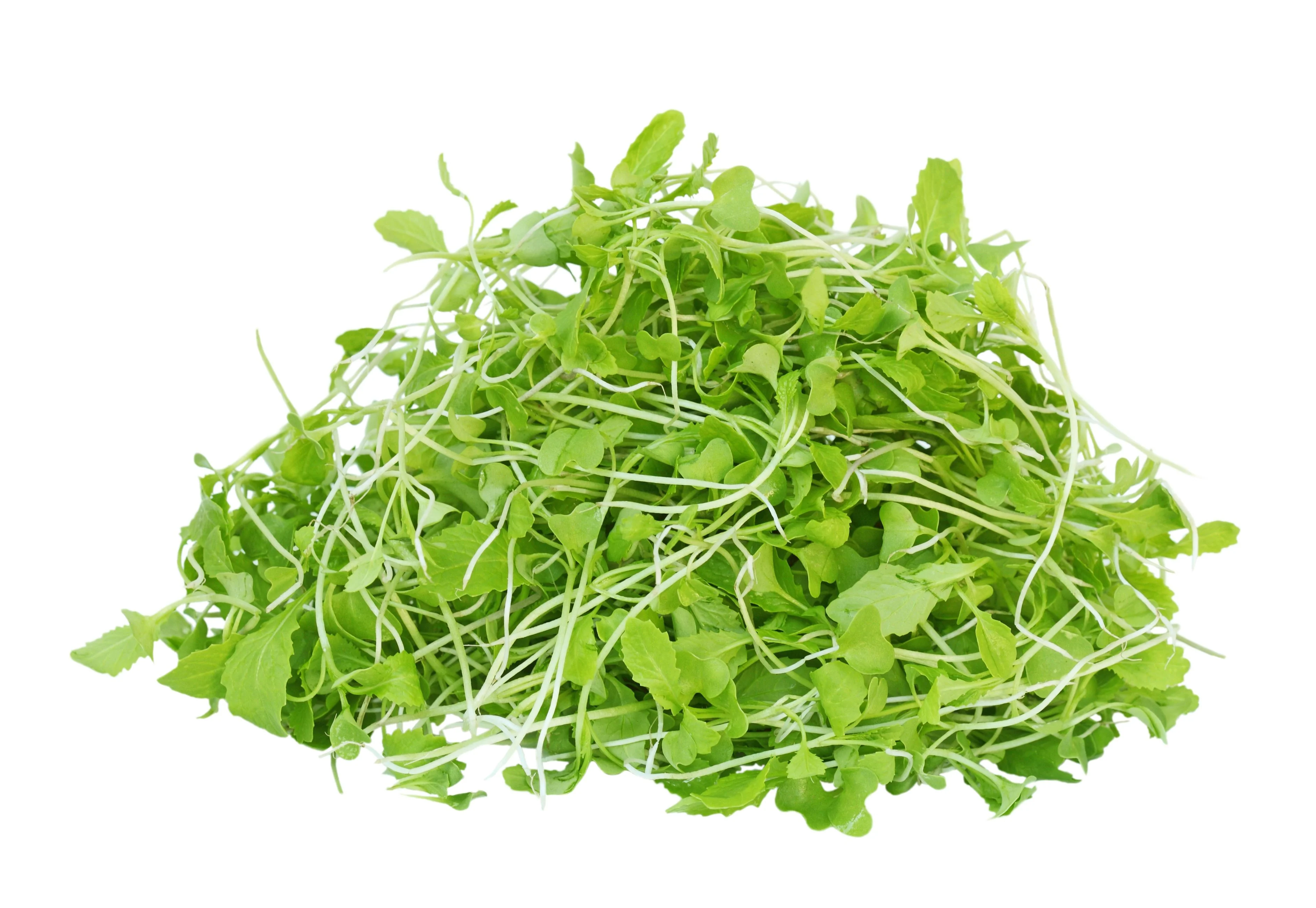 Sunflower Microgreens
